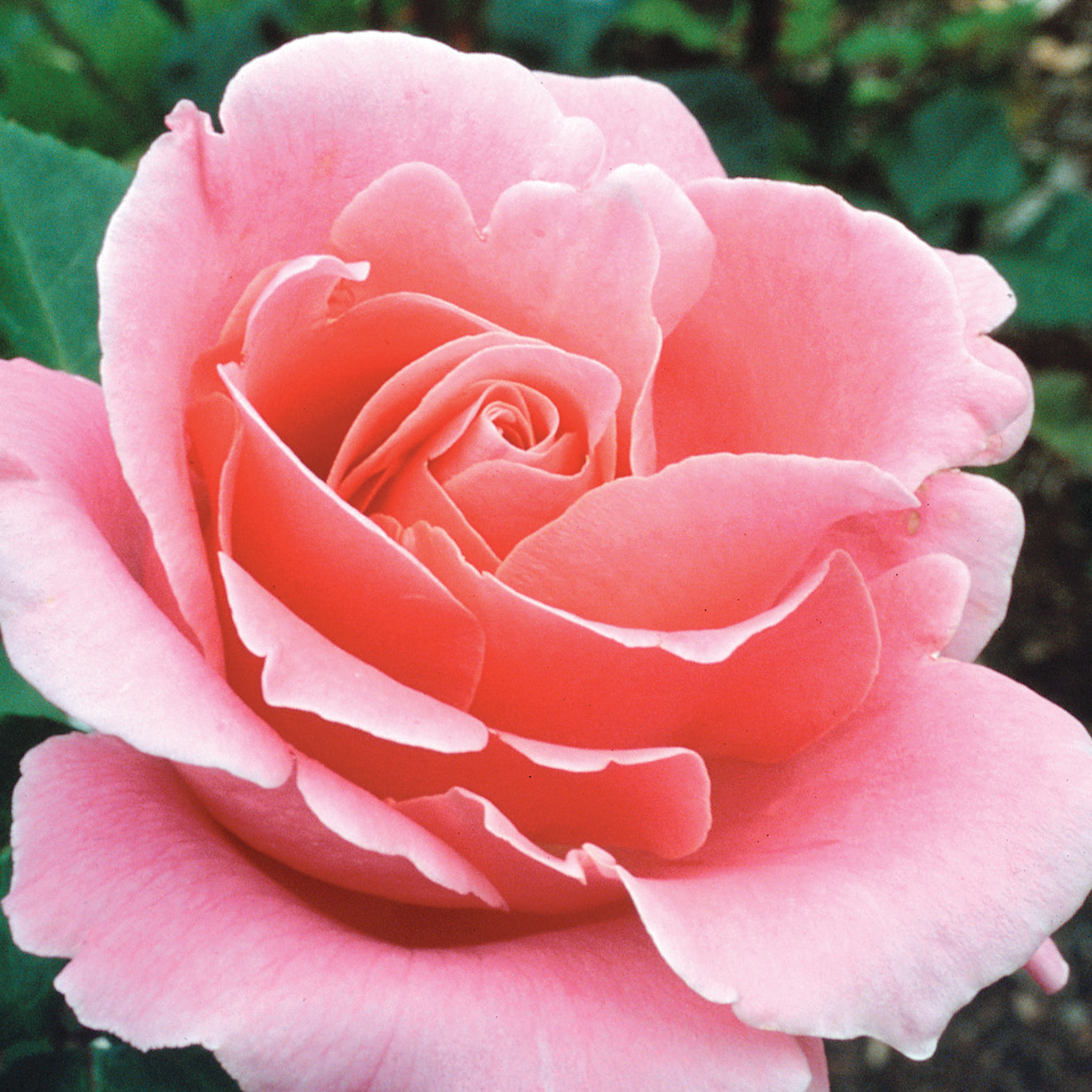 Bewitched Hybrid Tea Rose #3