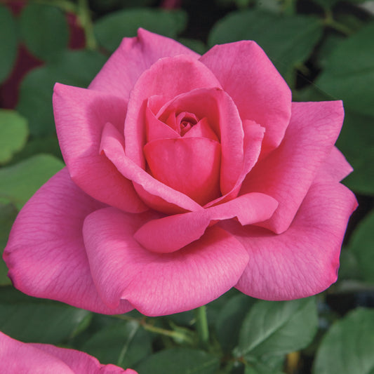 Big Momma™ Hybrid Tea Rose #3