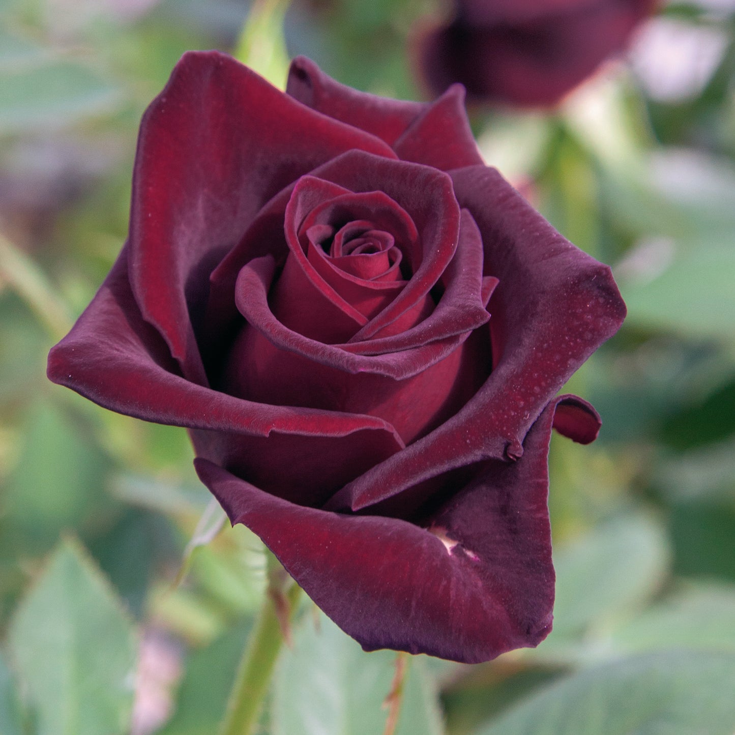 Rosa 'Black Baccara' HT - 3 gallon