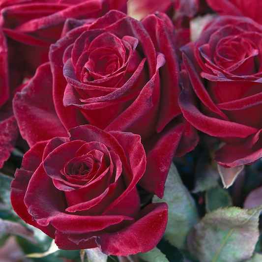 Rosa 'Black Baccara' HT - 3 gallon