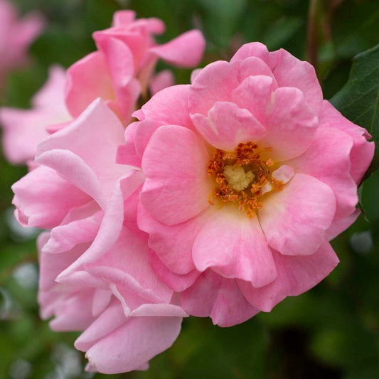 Rosa 'Blushing Drift' GC - 3 gallon