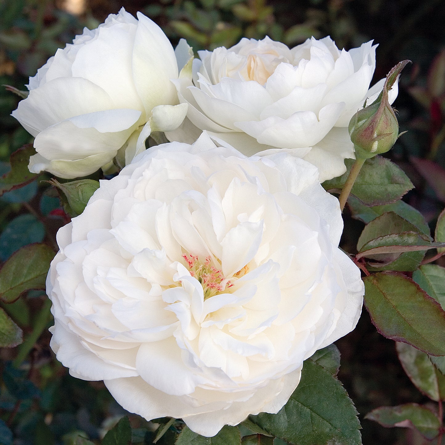 Rosa 'Bolero' FL - 3 gallon