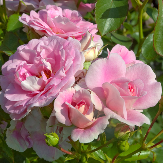 Rosa 'Bonica' SH - 3 gallon
