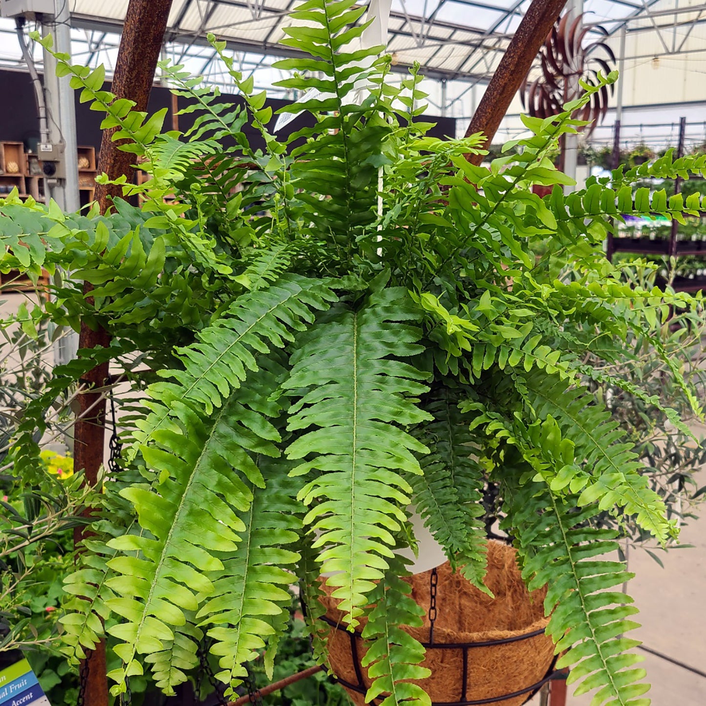 Nephrolepis exaltata - 10 inch