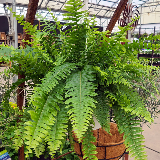 Nephrolepis exaltata - 10 inch