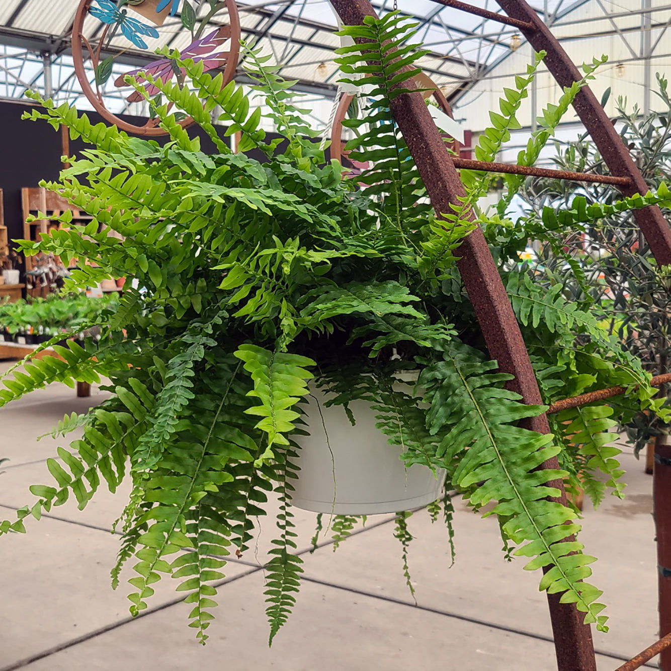 Nephrolepis exaltata - 10 inch