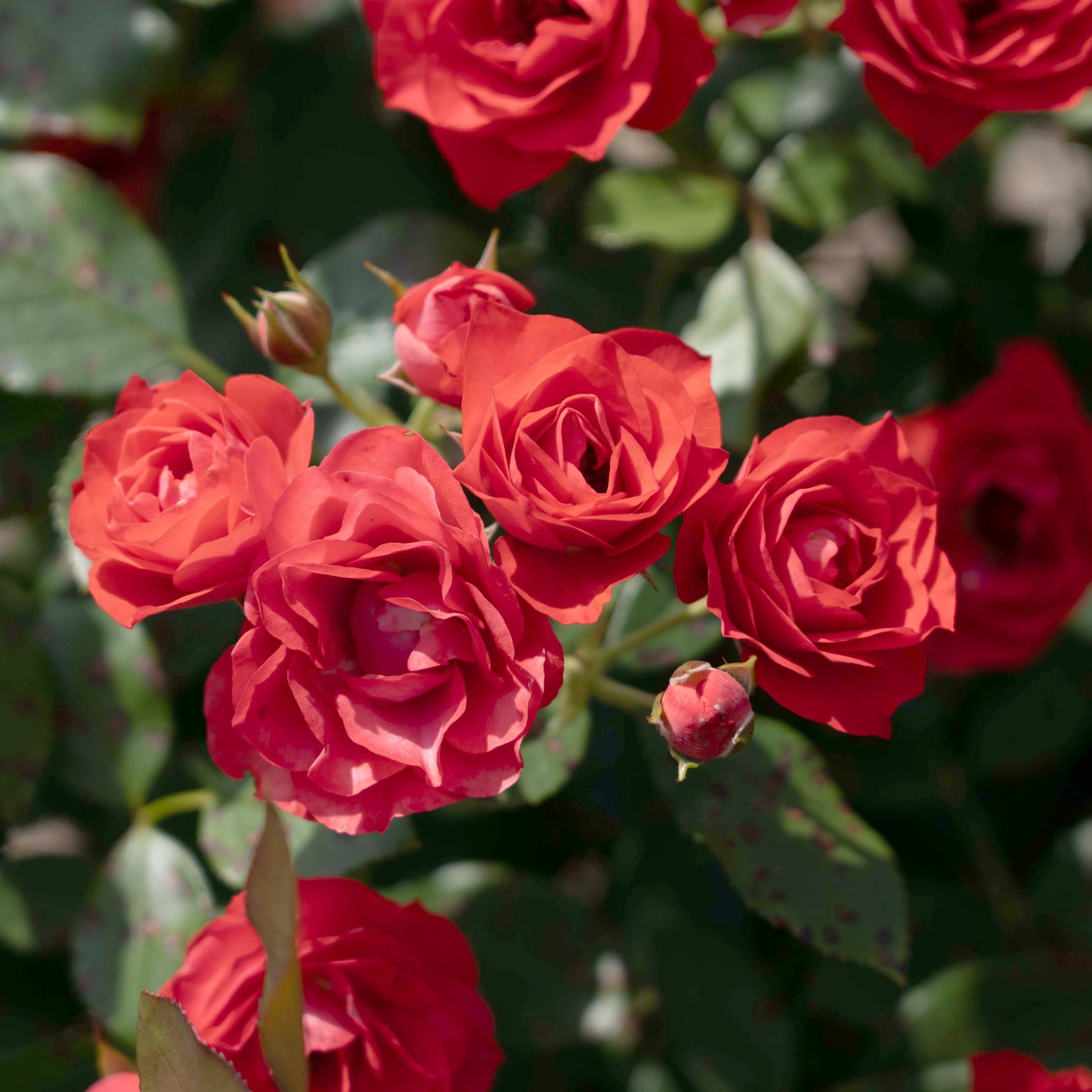 Brick House® Orange Floribunda Rose #3