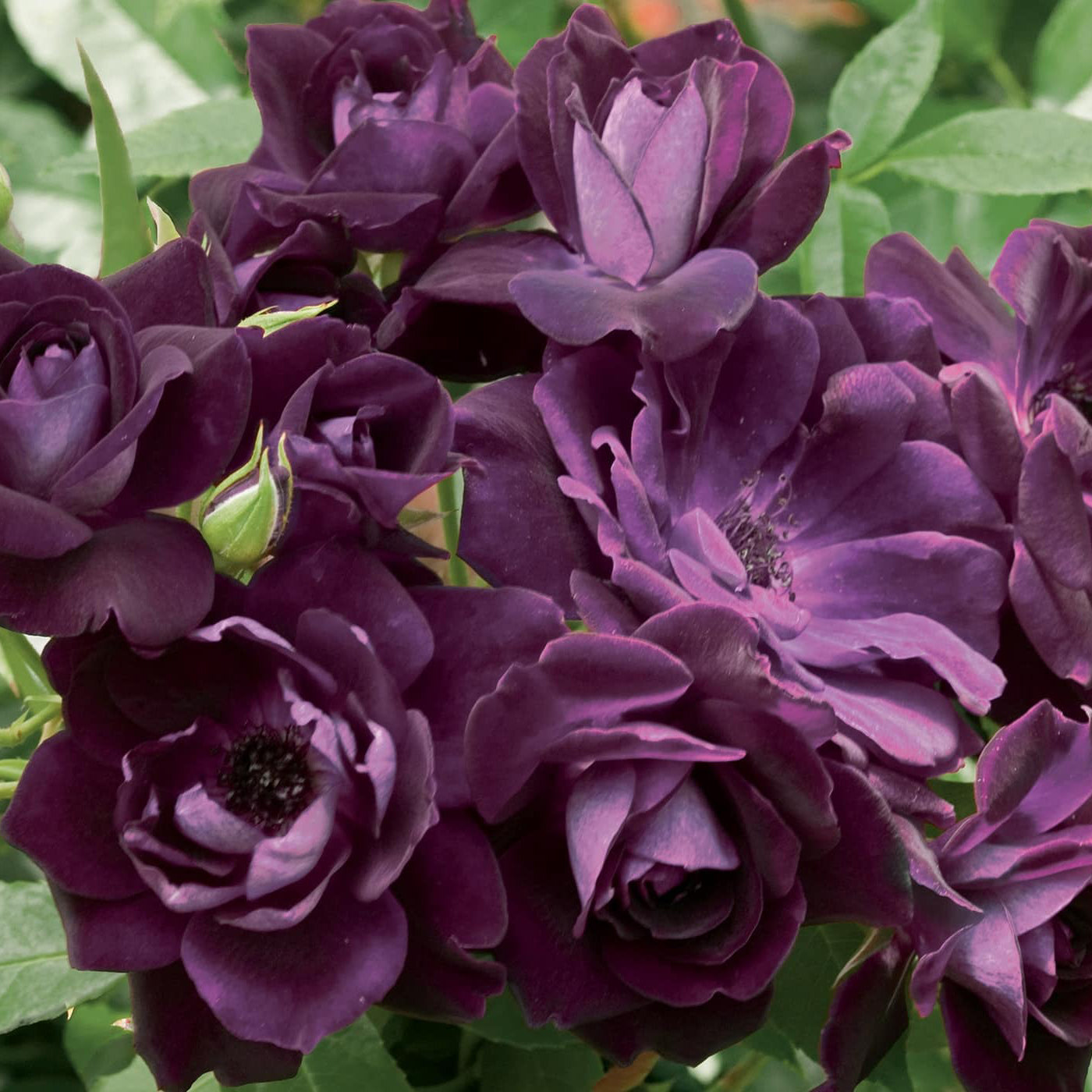 Rosa 'Burgundy Iceberg' FL - 3 gallon