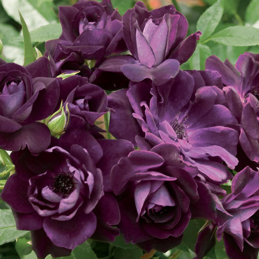 Rosa 'Burgundy Iceberg' FL - 3 gallon