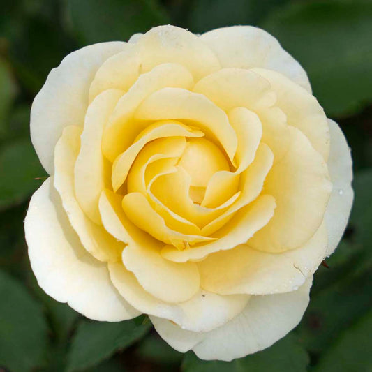 Rosa 'Buttercream Drift' GC - 3 gallon