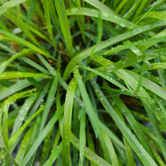 Calamagrostis 'Reed Grass' - 1 gallon