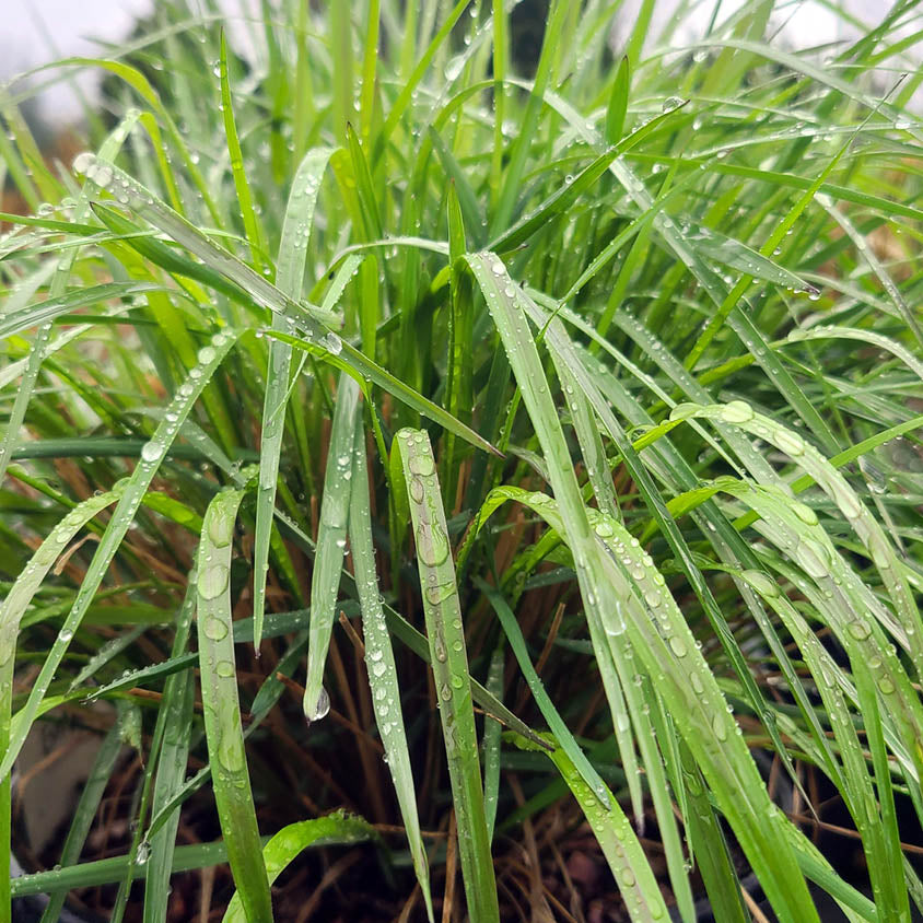 Calamagrostis 'Reed Grass' - 1 gallon