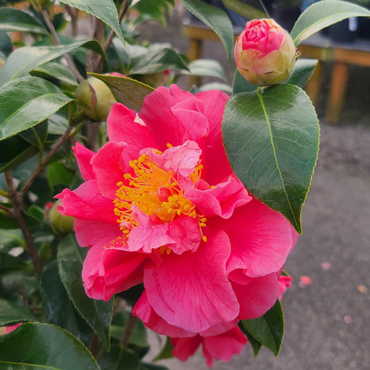 Camellia 'Kumasaka' - 5 gallon
