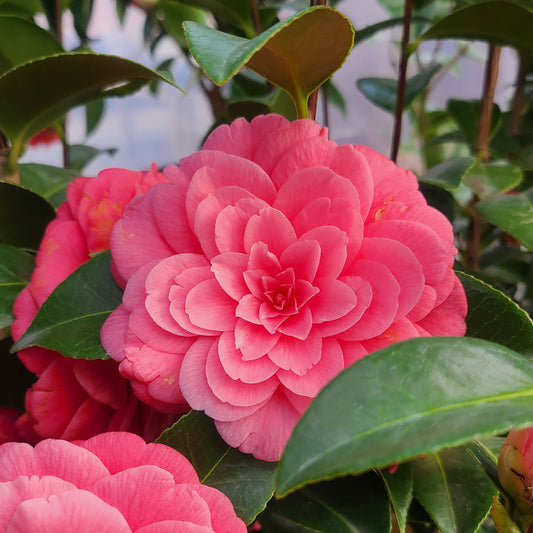 Camellia 'Mrs. Tingley' - 5 gallon