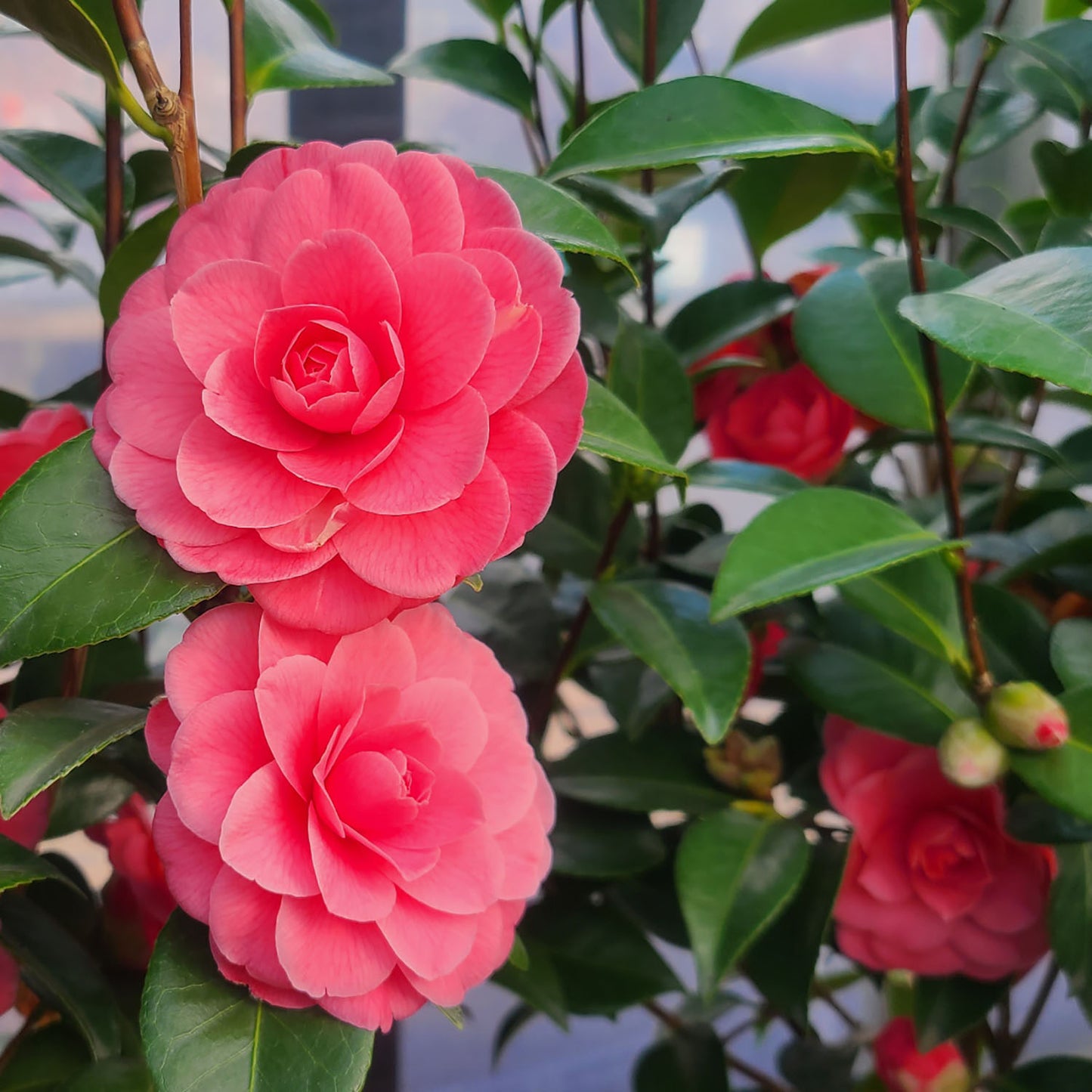 Camellia 'Mrs. Tingley' - 5 gallon