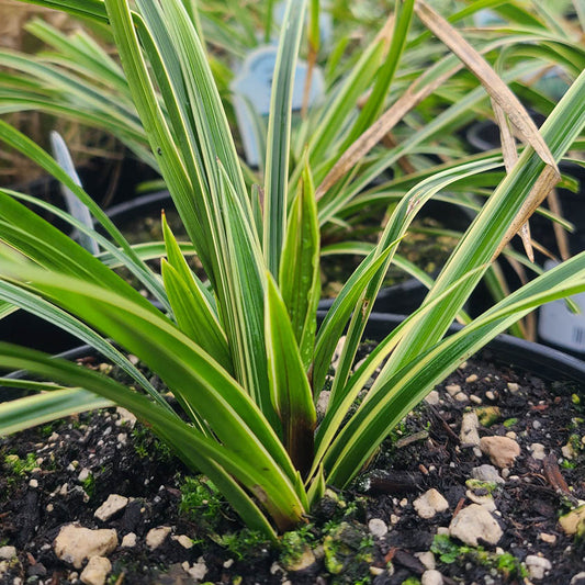 Carex 'Ice Dance' - 1 gallon