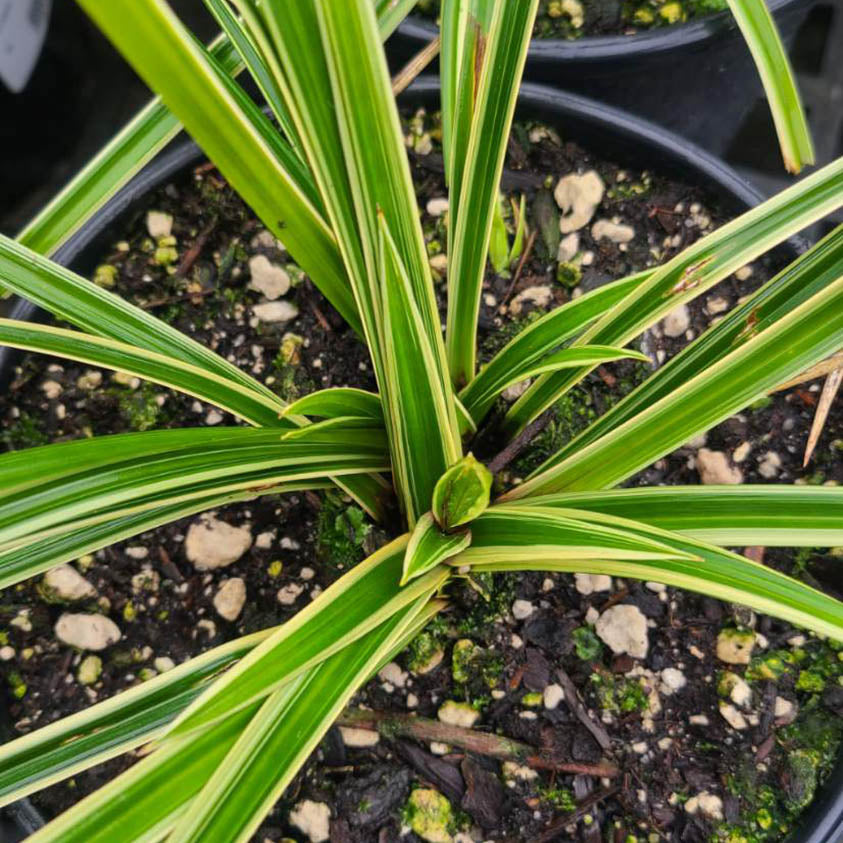 Carex 'Ice Dance' - 1 gallon