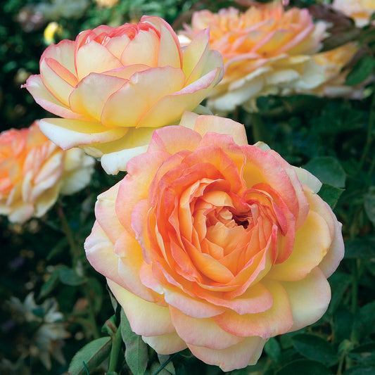 Centennial Star® Hybrid Tea Rose #3