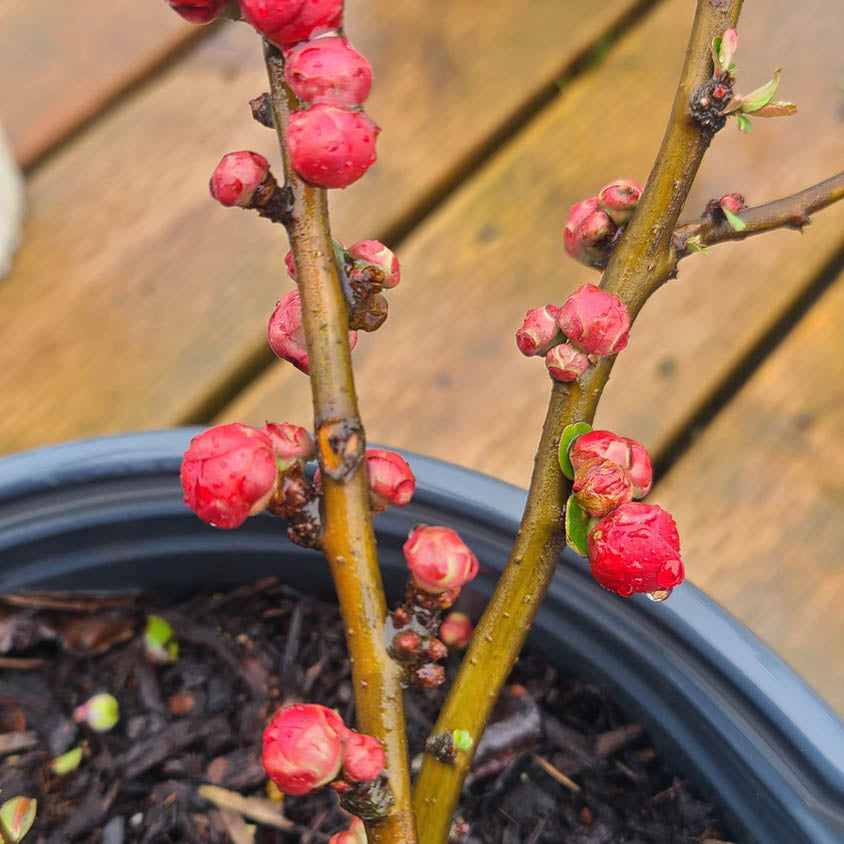 Chaenomeles 'Double Take Scarlet' - 2 gallon