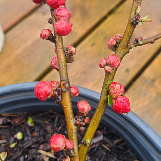 Chaenomeles 'Double Take Scarlet' - 2 gallon