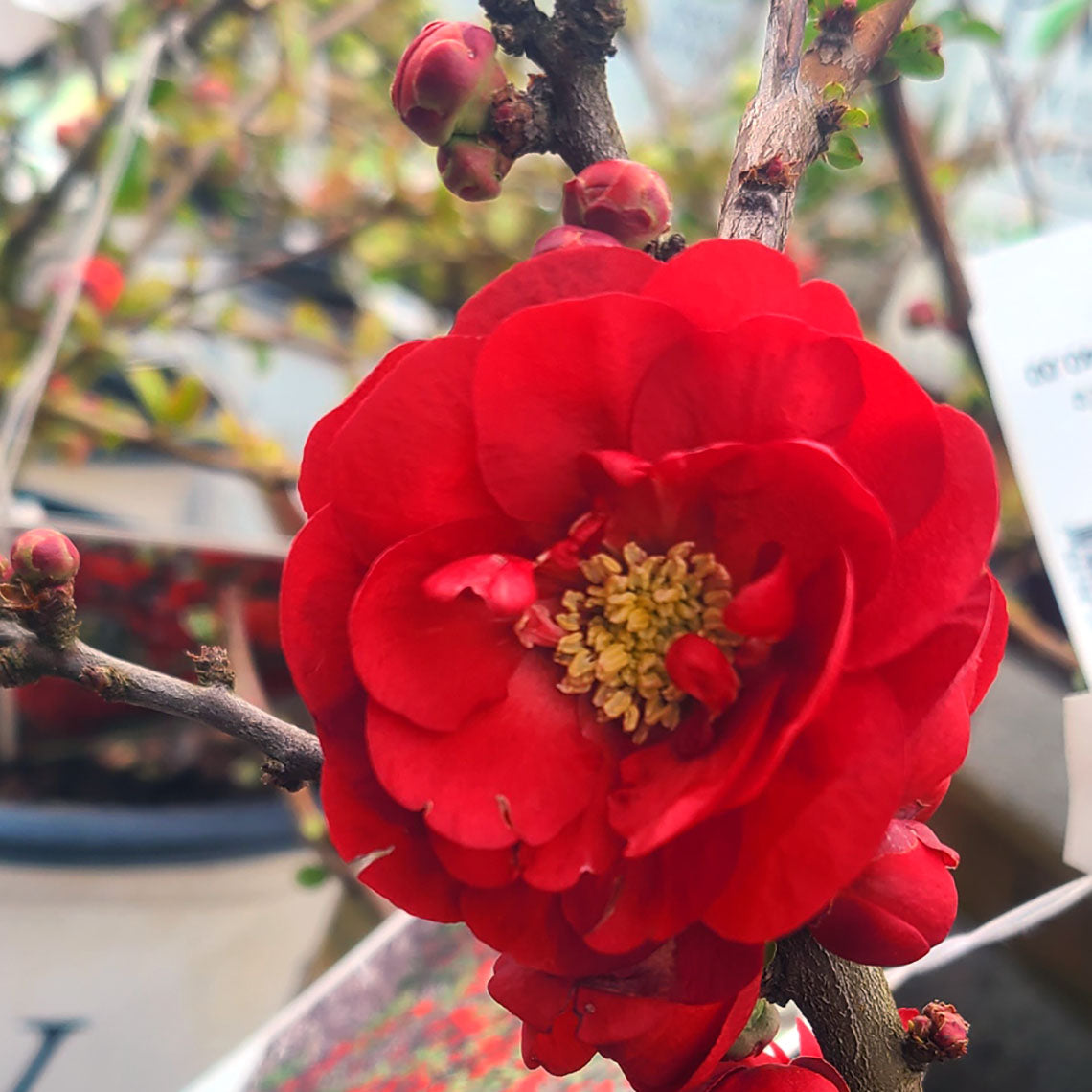 Chaenomeles 'Double Take Scarlet' - 2 gallon