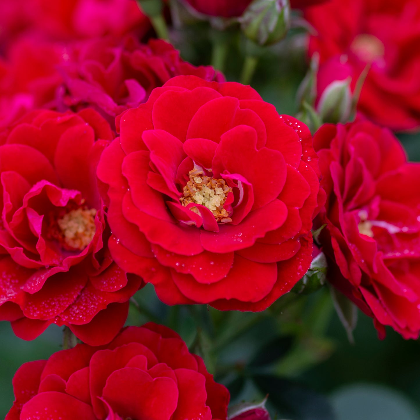 Cherry Frost™ Climbing Rose #3