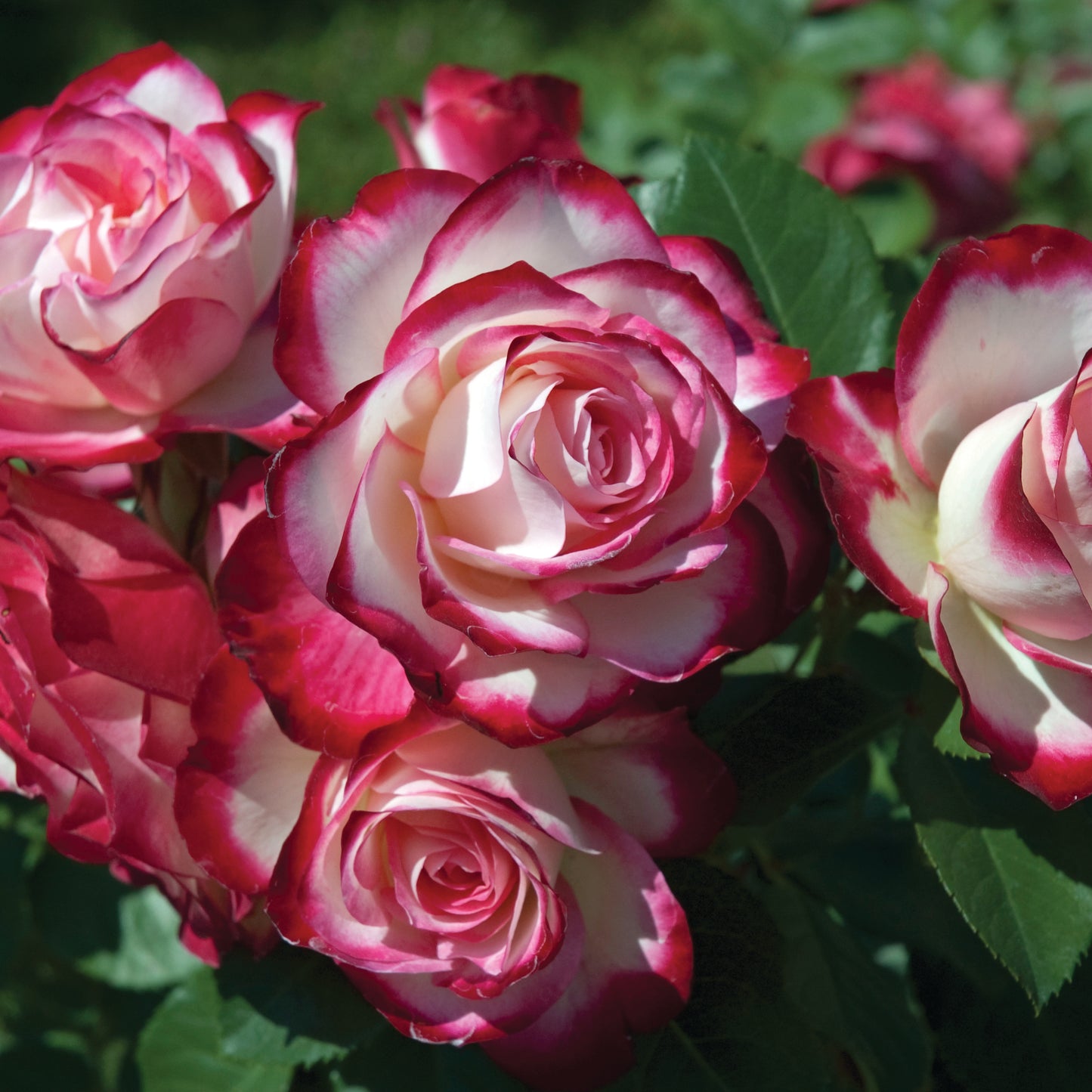 Cherry Parfait™ Grandiflora Rose #3