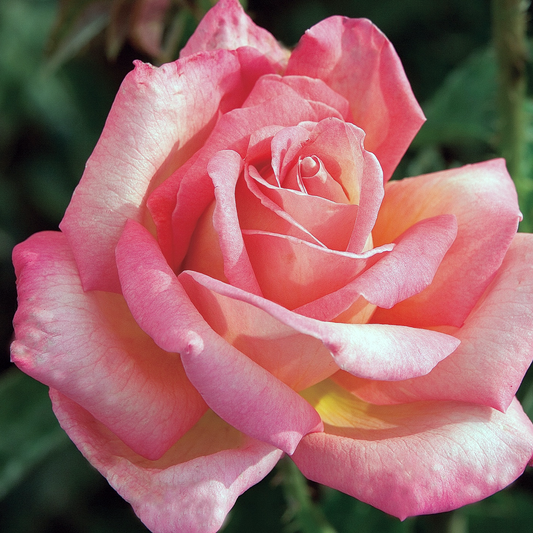 Rosa 'Chicago Peace' HT - 3 gallon