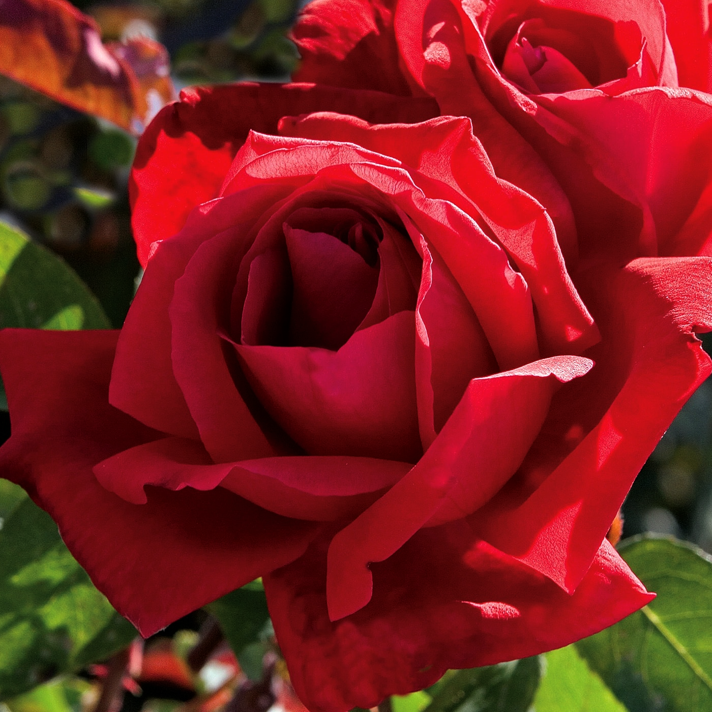 Rosa 'Chrysler Imperial' HT - 3 gallon