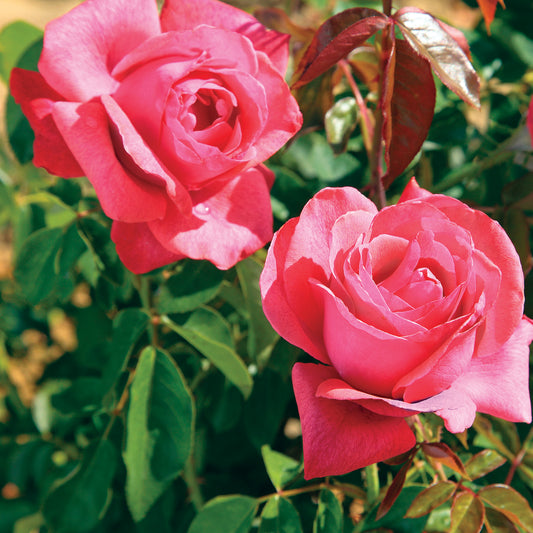 Cinnamon Dolce™ Hybrid Tea Rose #3