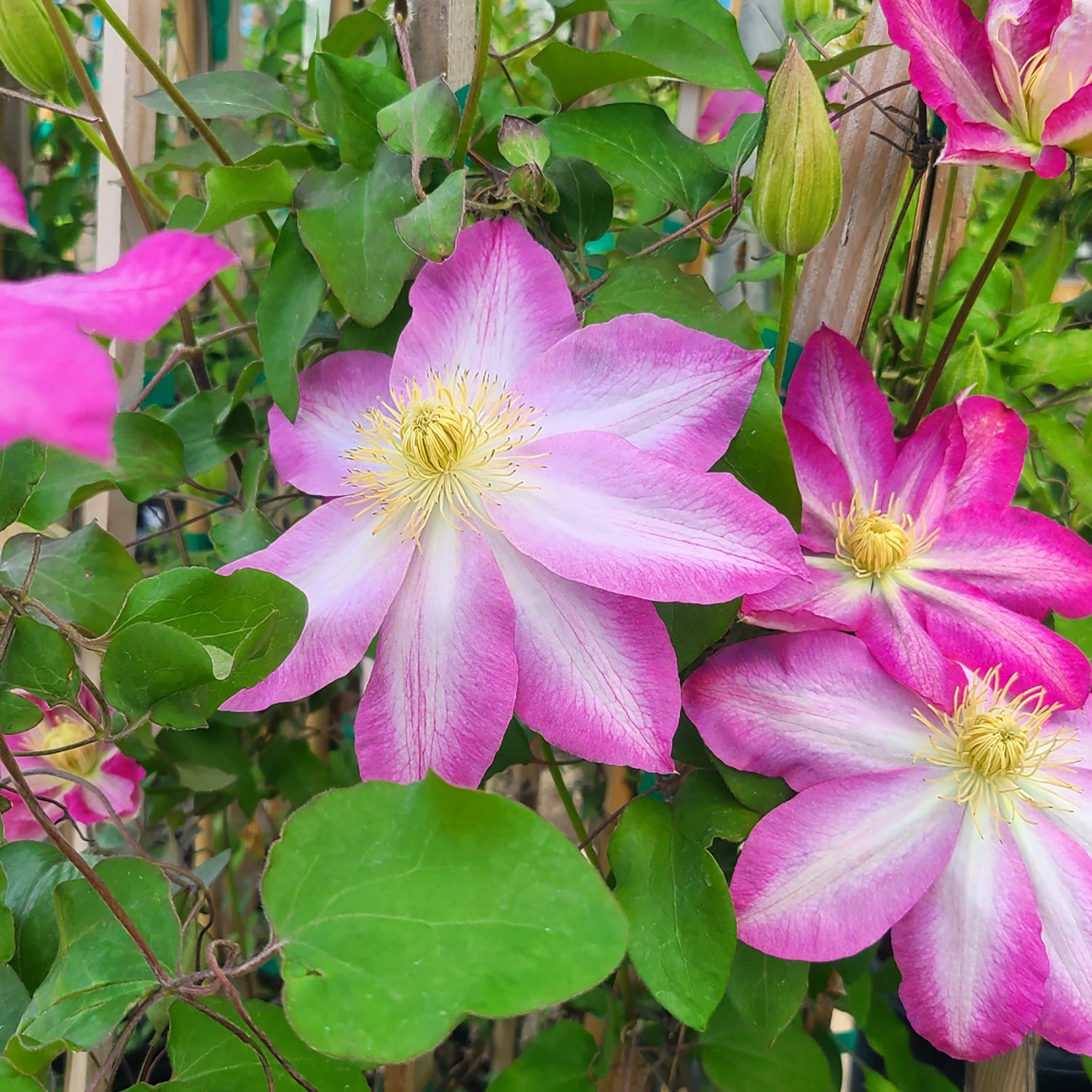 Clematis 'Asao' - 1 gallon – Farmington Gardens