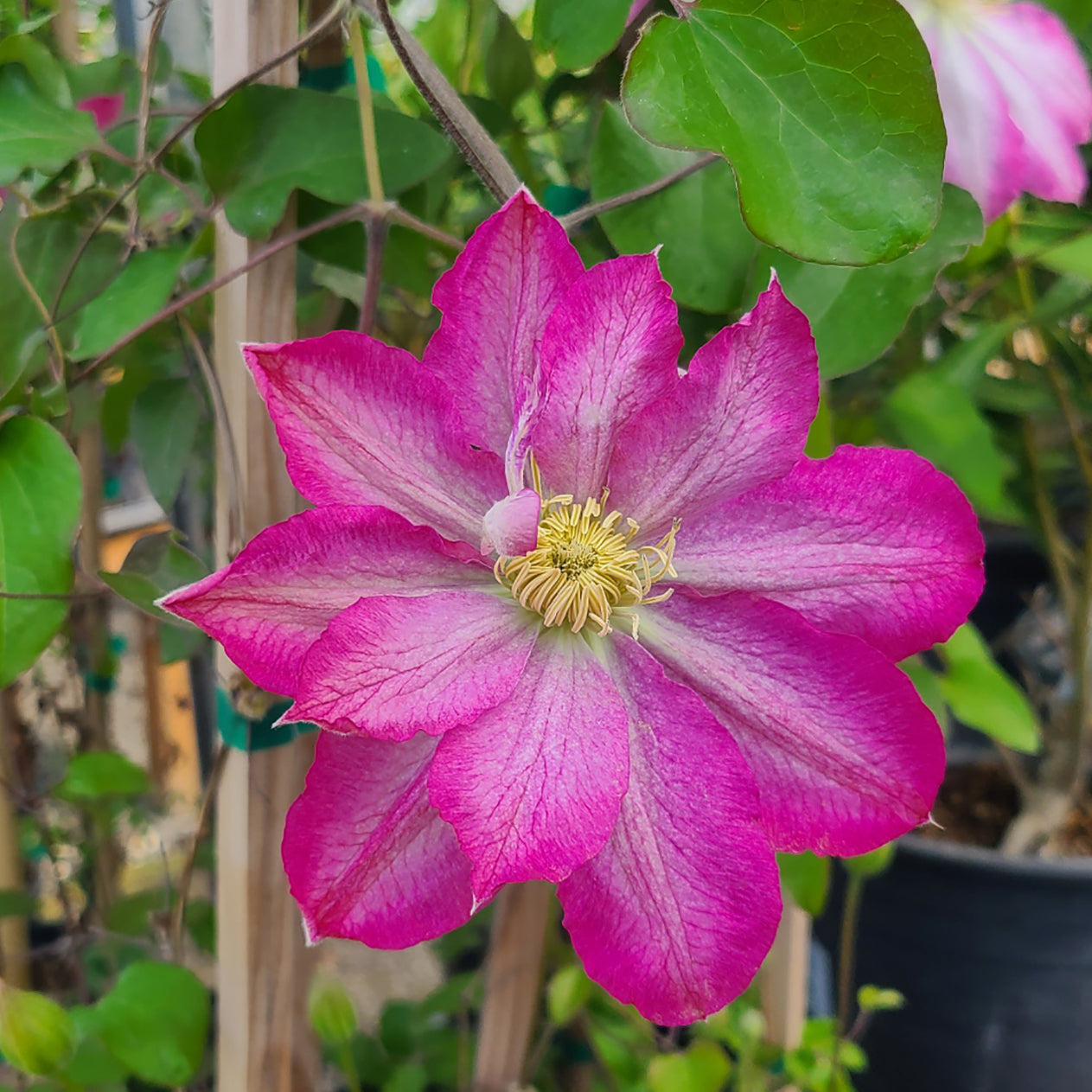 Clematis 'Asao' - 1 gallon – Farmington Gardens