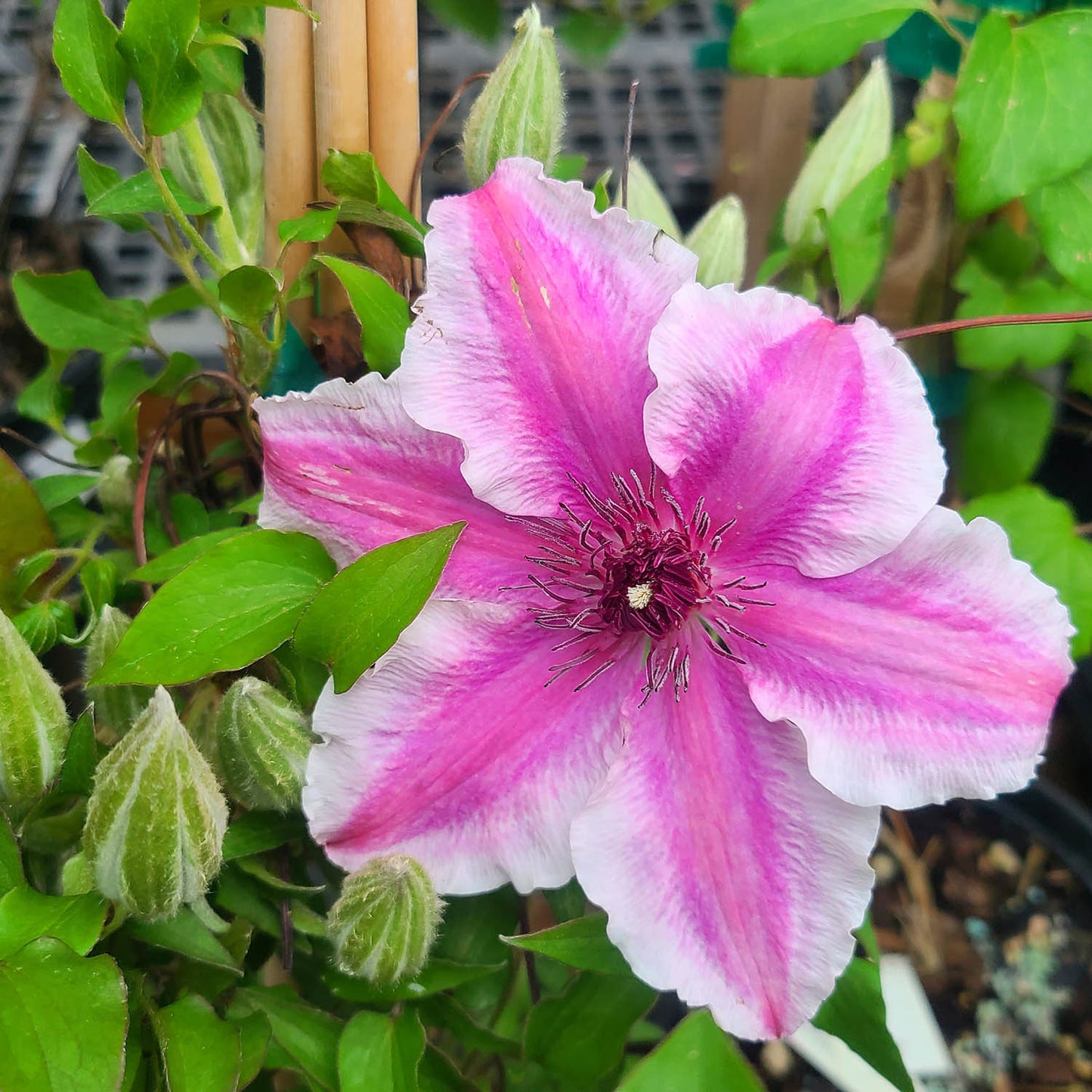 Clematis 'Carnaby' - 1 gallon