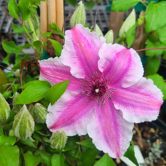 Clematis 'Carnaby' - 1 gallon