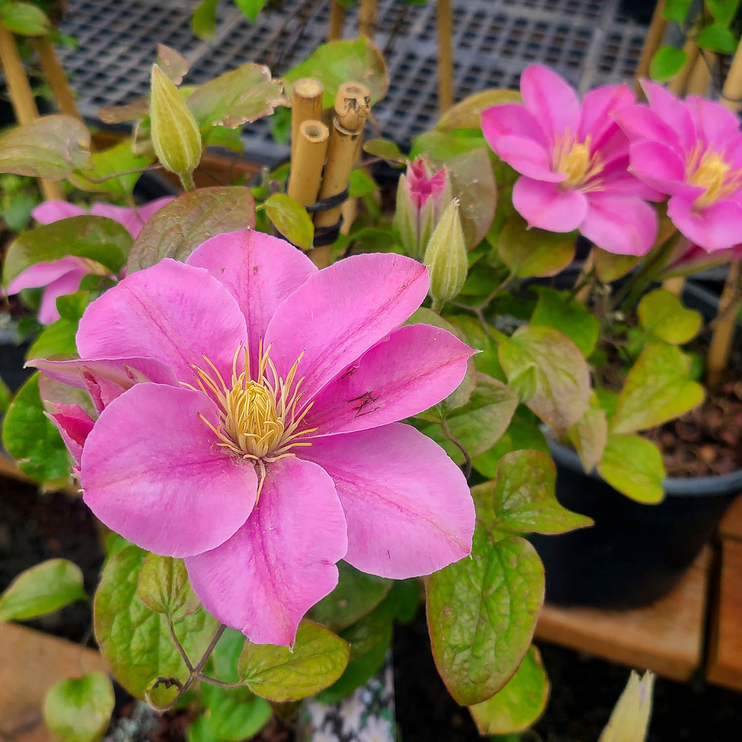 Clematis 'Pompeii' - 3 gallon
