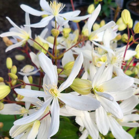 Clematis 'Snowdrift' - 5 gallon