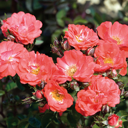 Coral Drift® Groundcover Rose #3