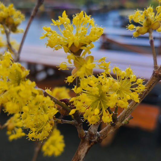 Cornus 'Saffron Sentinel' - 5 gallon