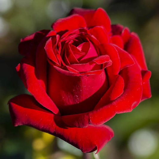 Rosa 'Crimson Bouquet' GR - 3 gallon