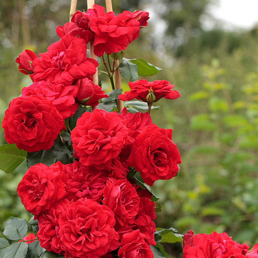 Rosa 'Crimson Sky' CL - 3 gallon