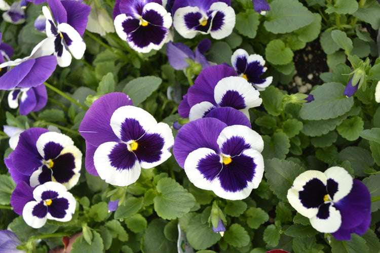 Garden center for perennials, trees, shrubs, bulk soil, and floral