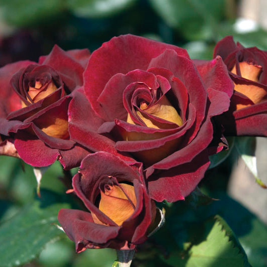 Dark Night™ Hybrid Tea Rose #3