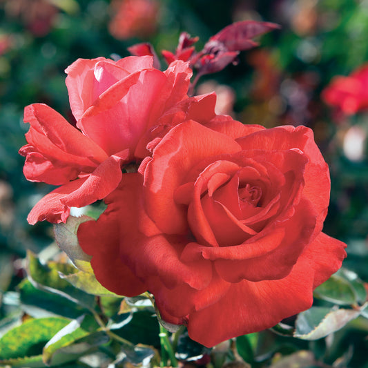 Dolly Parton Hybrid Tea Rose #3