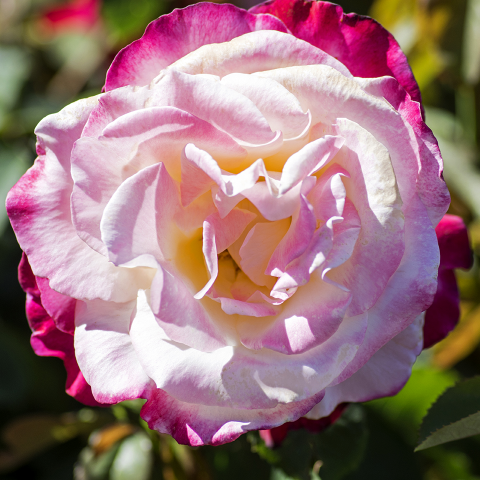 Rosa 'Double Delight' HT - 3 gallon