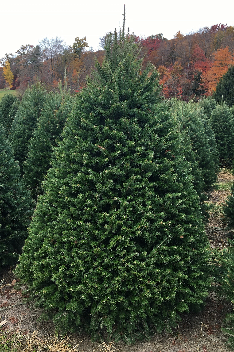 Cut Tree Douglas Fir 5-6'