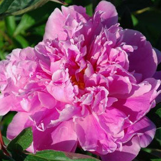 Paeonia 'Dr. Alexander Fleming' - 2 gallon