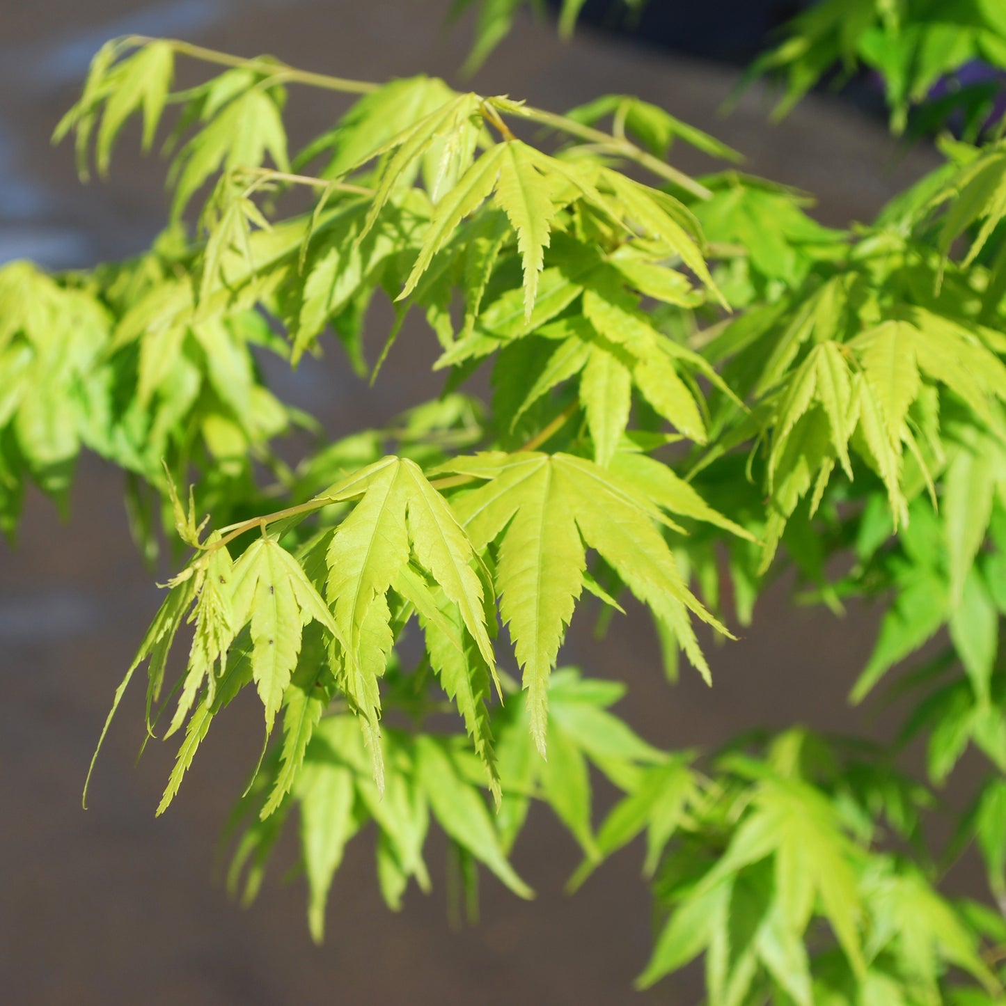 Aoyagi Japanese Maple - 1 gallon