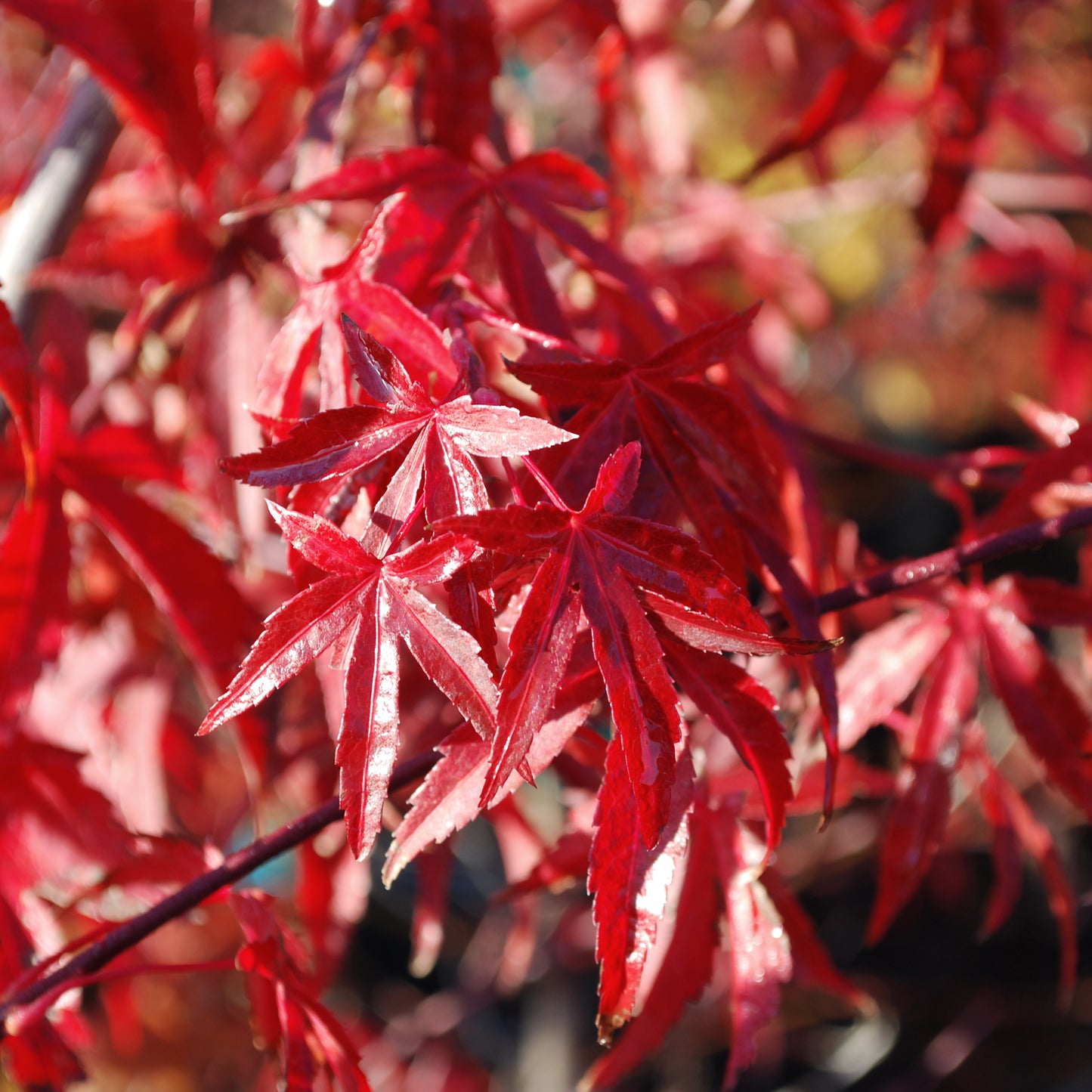 Atrolineare Japanese Maple - 3 gallon