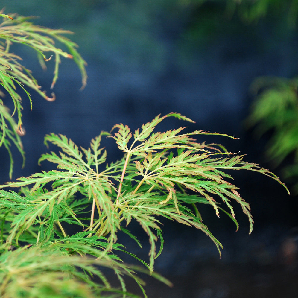 Lemon Lime Lace Japanese Maple - 1 gallon