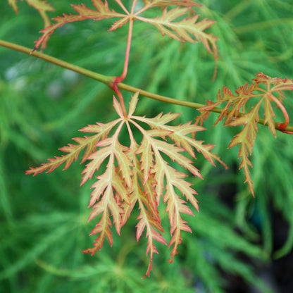 Lemon Lime Lace Japanese Maple - 1 gallon